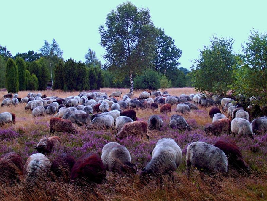 Landgasthof Heidetal Betzendorf Екстер'єр фото